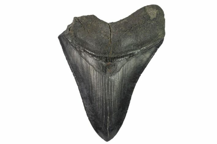 Bargain, Partial Megalodon Tooth - Serrated Blade #134296